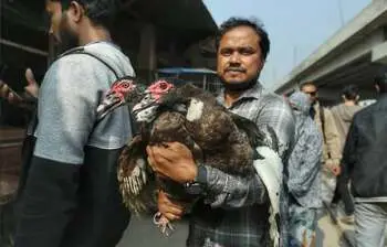 শীতের রোববারে টঙ্গীর হাটে হাঁসের রাজত্ব