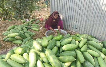 লালমির বাম্পার ফলনে খুশি চাষিরা