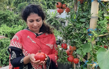 ছাদ বাগানে সফল গৃহবধূ আয়েশা
