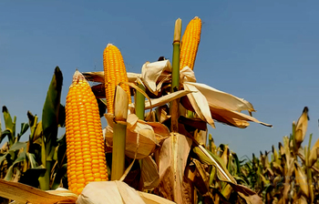 ভুট্টায় বদলেছে চরবাসীর ভাগ্য