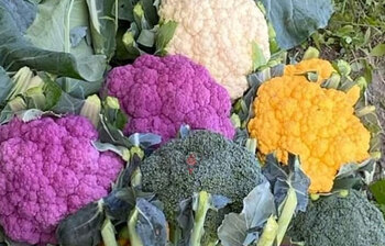 রঙিন ফুলকপি-ব্রোকলি চাষে সফল ফেনীর হাসান