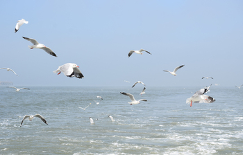 অভ্যর্থনা জানায় নাফ নদীর গাঙচিল