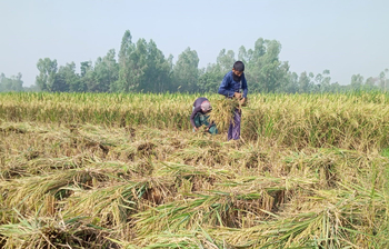 নির্ঘুম রাত কাটছে গাইবান্ধার কৃষকদের