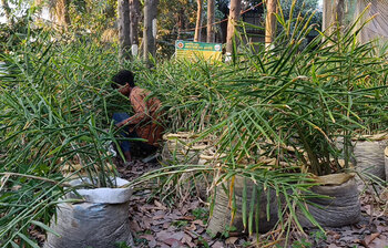 জনপ্রিয় হয়ে উঠেছে বস্তায় আদা চাষ
