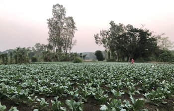মিরসরাইয়ের মাঠে এখন সবুজের সমারোহ