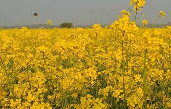এ যেন হলুদের সমারোহ