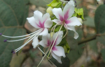 পথে প্রান্তরে সৌরভ ছড়াচ্ছে ‘বনজুঁই’