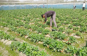 স্ট্রবেরির বাণিজ্যিক চাষে লাভবান কৃষক