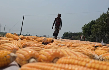 ‘কাঁচা সোনায়’ বদলে যাচ্ছে হাওরের কৃষকের জীবন