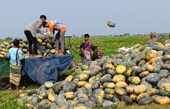 কিশোরগঞ্জে মিষ্টি কুমড়া চাষে বিপাকে কৃষকরা