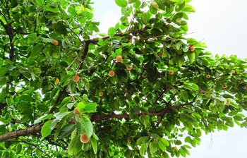 অসময়ে ফুটেছে কদম ফুল