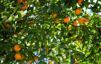 সবুজের মাঝে কমলার রঙিন ছোঁয়া