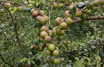 বরই চাষে সফল দুই বন্ধু