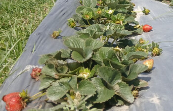 তিস্তার বিস্তীর্ণ বালুচরে কৃষকের স্ট্রবেরি চাষ