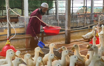 হাঁস পালনে বেকারদের ভাগ্য বদল