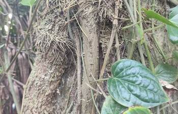 কুড়িগ্রামে চুই ঝাল চাষ