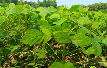 সয়াবিনের সবুজ পাতায় কৃষকের সোনালি স্বপ্ন