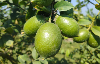 থোকায় থোকায় ঝুলছে সবুজ রঙের লেবু