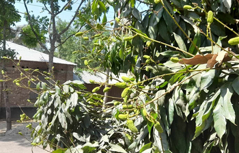 খরা ও তাপদাহে ঝরে যাচ্ছে লিচুর গুটি