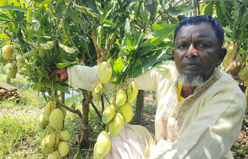 আম চাষে সফল নার্সারি শ্রমিক নূর ইসলাম