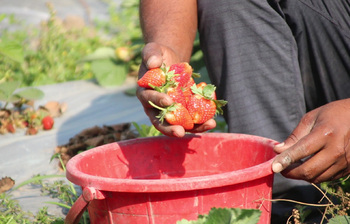শখের বাগানে মঞ্জুরুলের ভাগ্য বদল