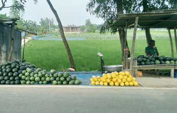 মালচিং পদ্ধতিতে বারোমাসি তরমুজ চাষ