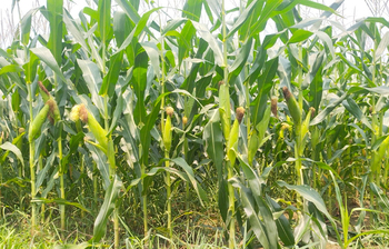 ভুট্টা চাষে ঝুঁকছেন মিরসরাইয়ের কৃষকরা