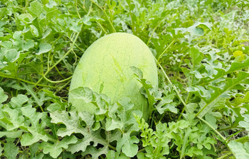 চরের জমিতে তরমুজ চাষে বিপ্লব