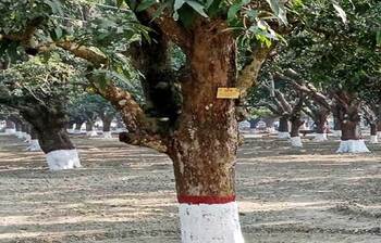 প্রাণবন্ত মুজিবনগর আমবাগান