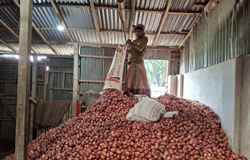 দাম বেড়েছে পেঁয়াজের, খুশি চাষিরা