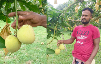 খিরসাপাত আমে লাভবান চাষিরা