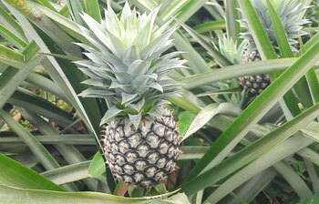 টাঙ্গাইলে আনারসের বাম্পার ফলন