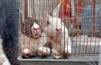 মিরপুরের পাখির হাটে মিলবে খরগোশও