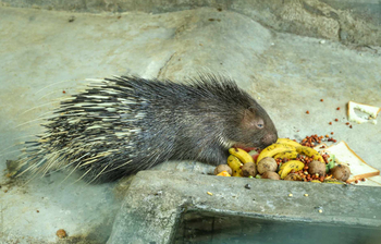 ঈদে প্রস্তুত রাজধানীর চিড়িয়াখানা