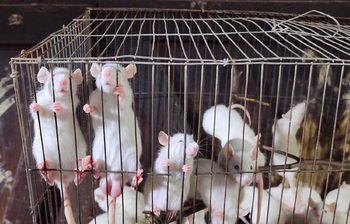 ইঁদুর পালনে সফল উদ্যোক্তা লাবনী