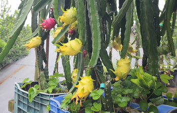 ছাদ বাগানে রঙিন ড্রাগনের জাদু