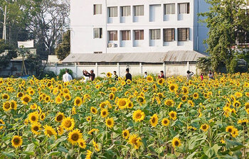 সবুজের মাঝে হলুদের হাসি