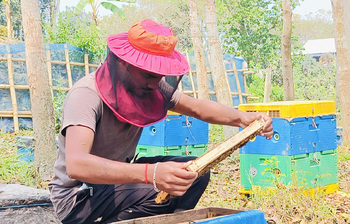 শরীয়তপুরে ১০ কোটি টাকার মধু সংগ্রহের সম্ভাবনা
