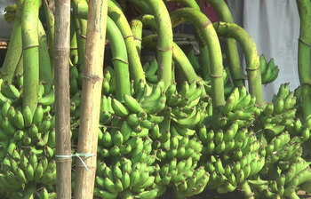 সীমান্তে কলা চাষে বিপ্লব