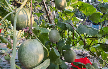 সরিষাবাড়ীতে মরুভূমির ‘সাম্মাম’ চাষে তরুণের চমক