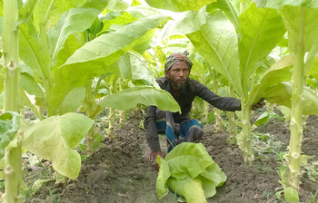 ক্ষতি জেনেও বেড়েছে তামাক চাষ