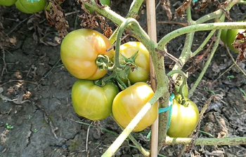 টমেটো চাষে সফল ফিরোজ