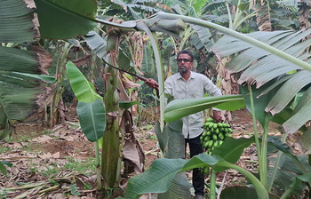 শিক্ষকতা ছেড়ে ফল চাষে স্বাবলম্বী ছানোয়ার