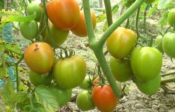 বাম্পার ফলনেও হতাশ চাষিরা