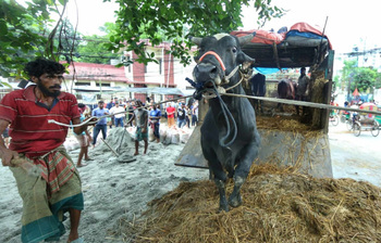 ছবিতে তেজগাঁওয়ের কোরবানি হাট