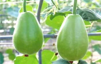 The nutritional value of gourd