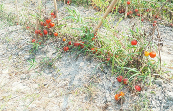 জমিতেই নষ্ট হচ্ছে কষ্টের ফসল