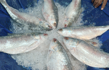 আজকের আলোচিত ছবি: ২৭ সেপ্টেম্বর ২০২৪