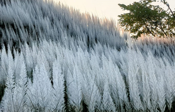 শীতলক্ষ্যা পাড়ে দুলছে কাশফুল
