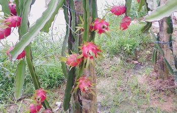 ড্রাগন ফল কেন খাবেন?